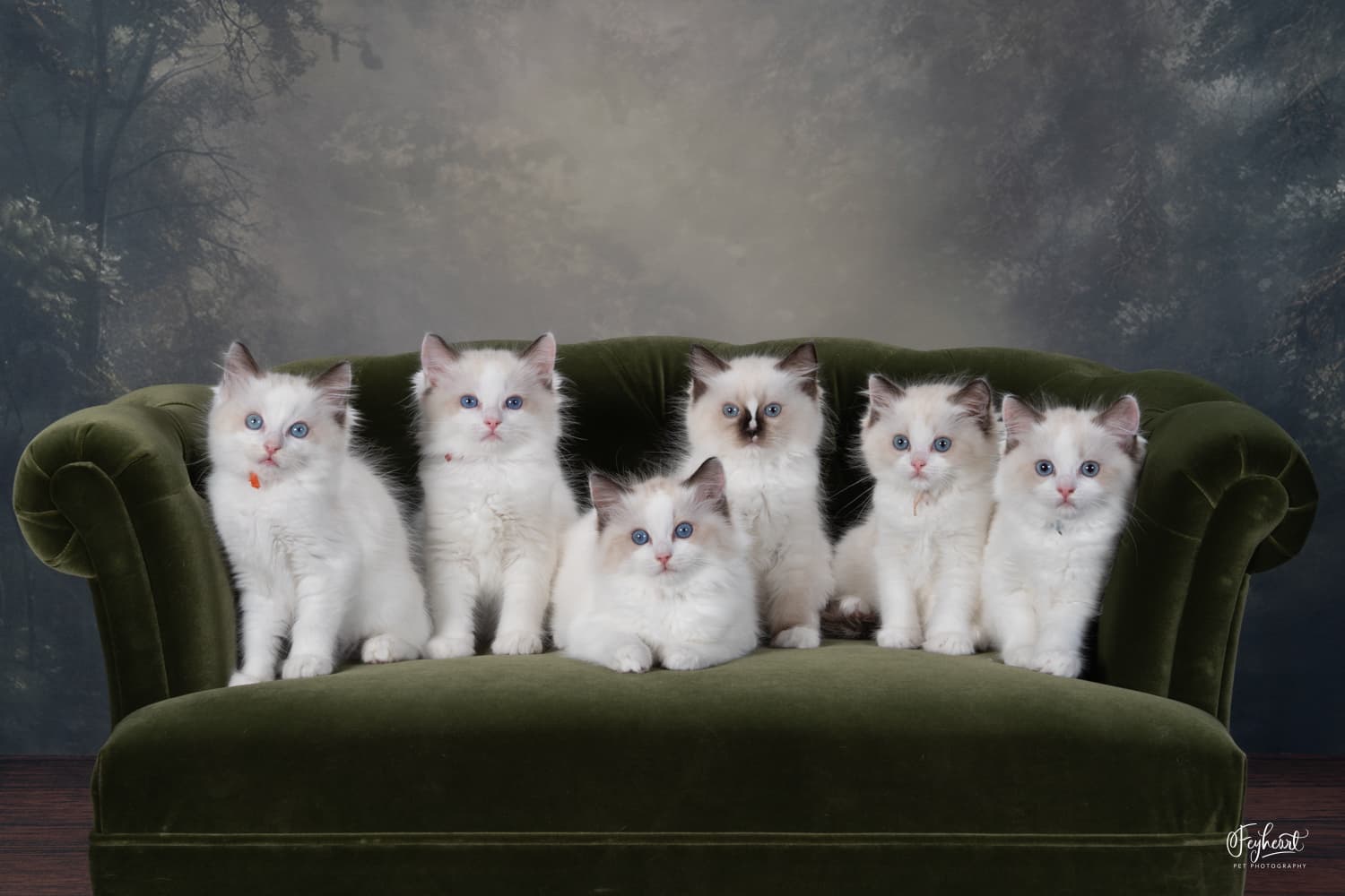 Six Ragdoll kittens from the Avatar litter sitting together on a green velvet sofa at Kitten Around Ragdolls in Orangevale, California