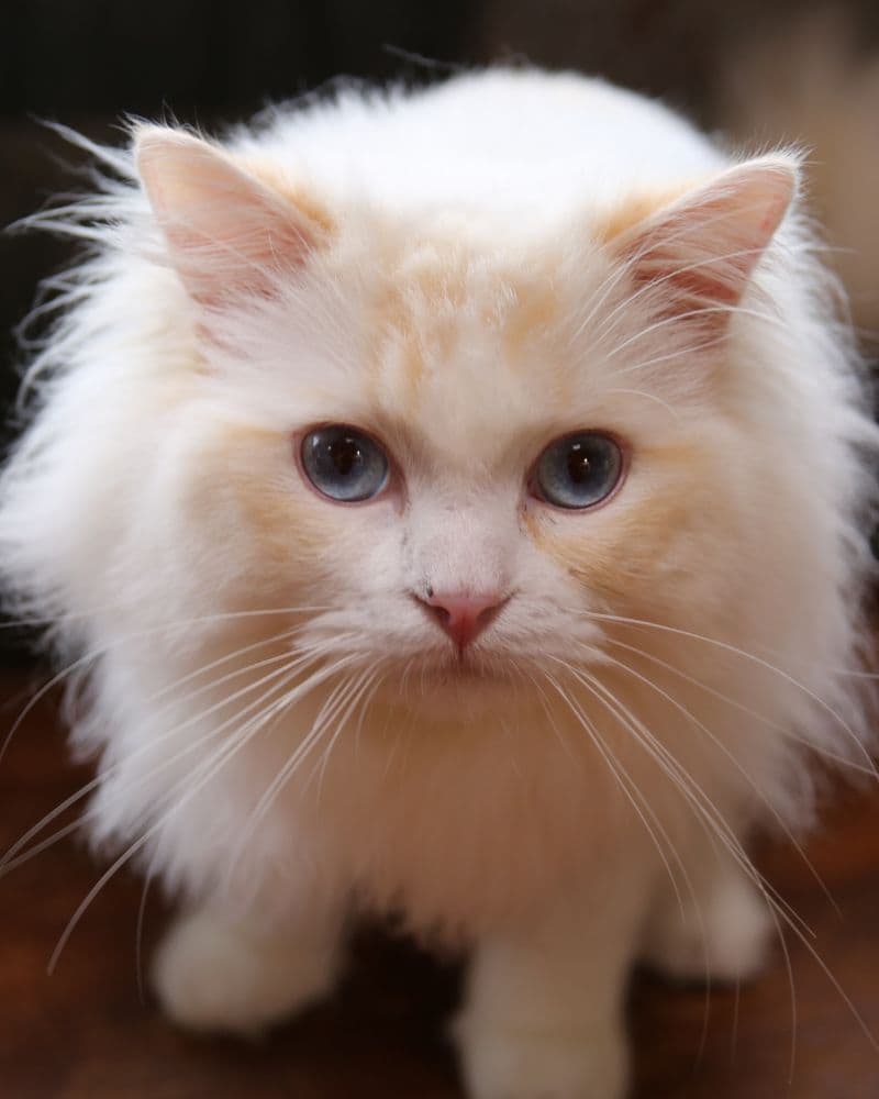 ExclusivRagdolls Popsicle "Axel Rose" - King - Red Bicolor