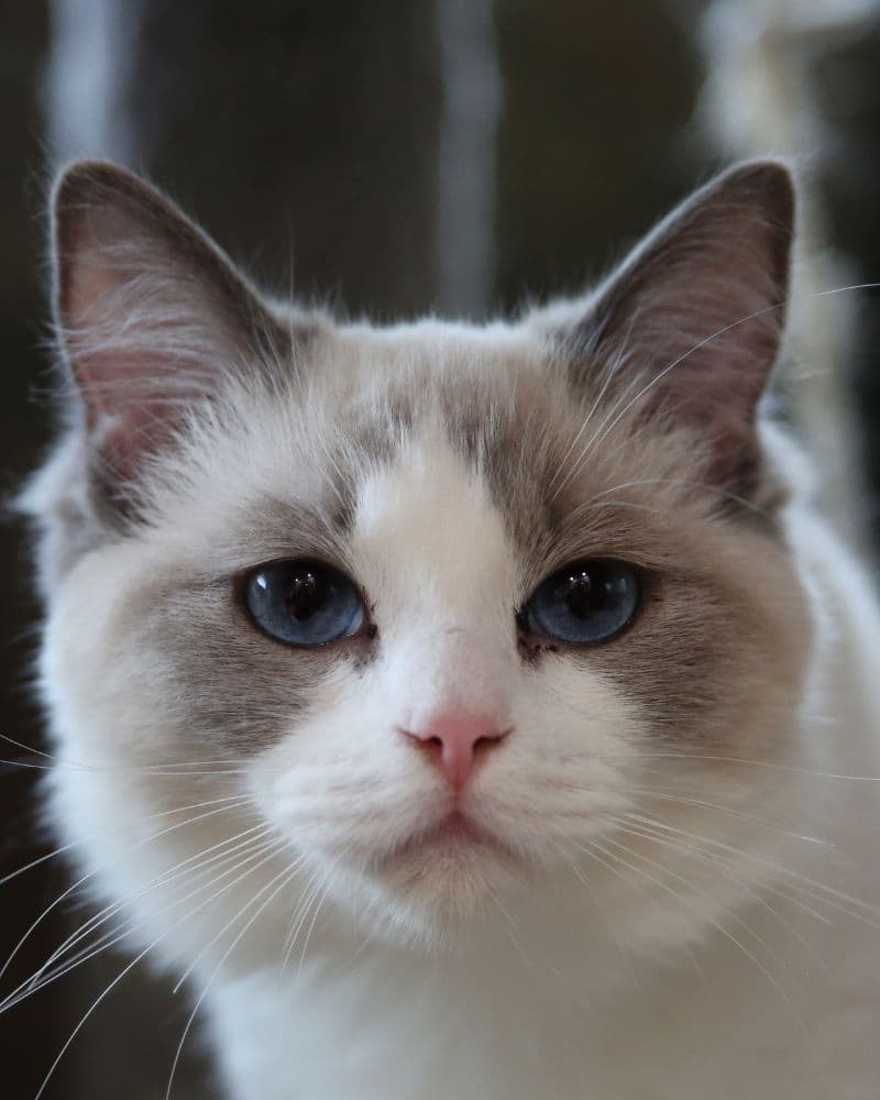 Familytimerags Purrito Bandito "Bandit" - King - Blue Bicolor