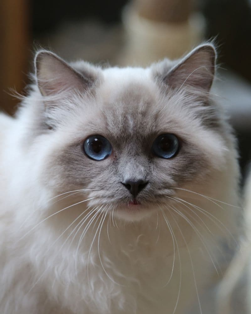 Flashyrags David Bowie - King - Blue Mitted
