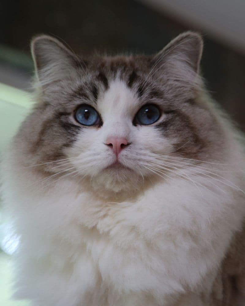 Kittenaround Towa Higarashi - King - Seal Lynx Point Bicolor