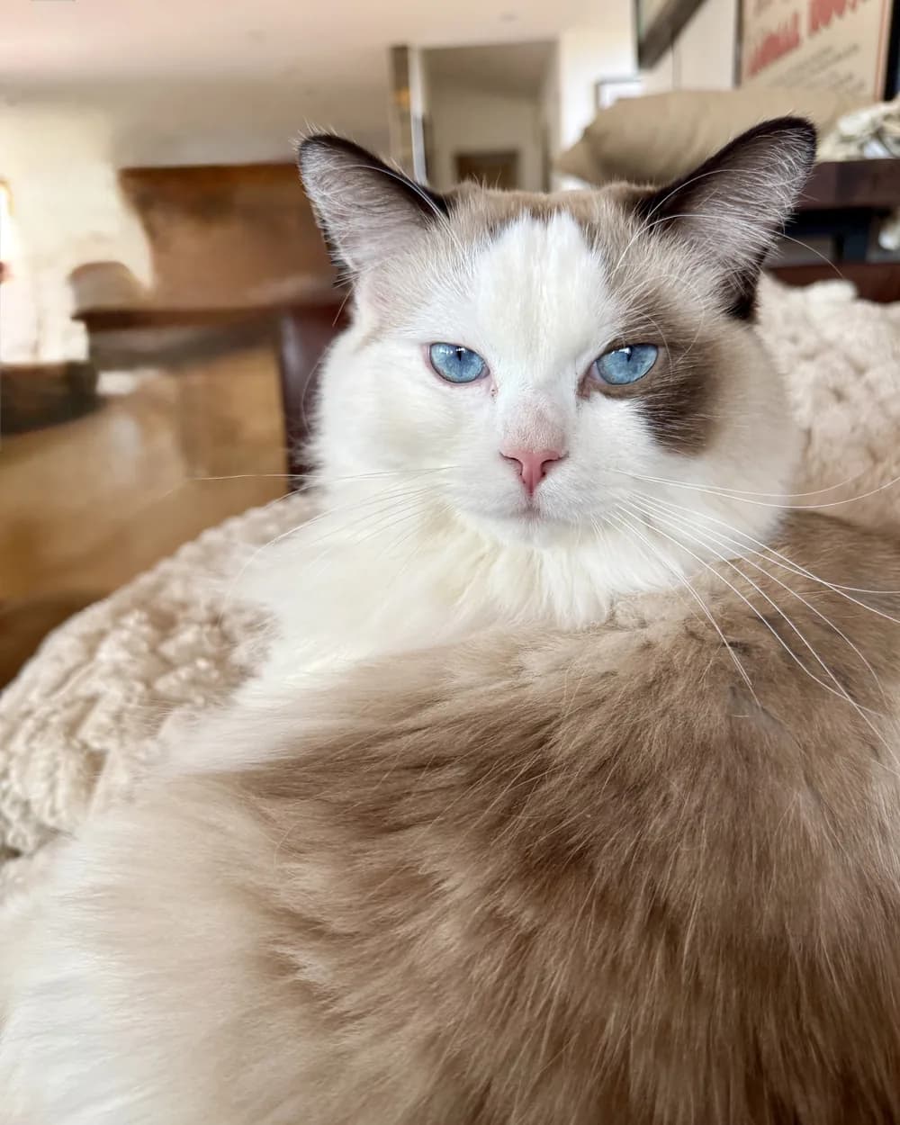 Artie curled up on a sheepskin throw in his family's living room.