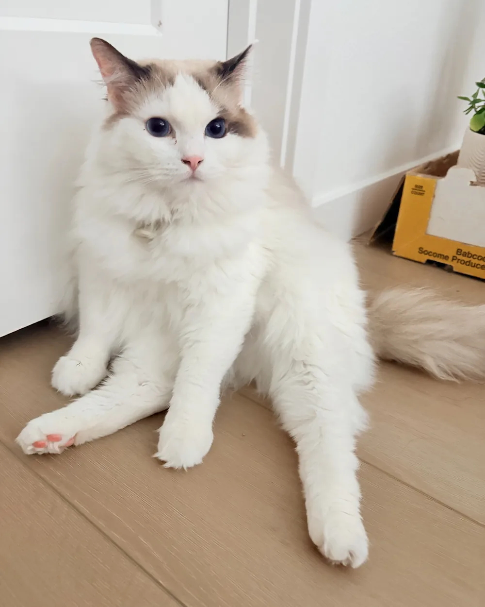 Bao sitting on a wooden floor with one front paw stretched out.