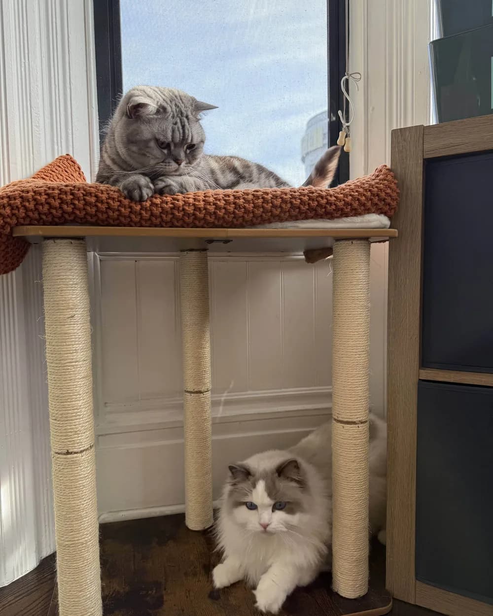 Berry lying beneath a cat tree while another cat naps on the perch above.