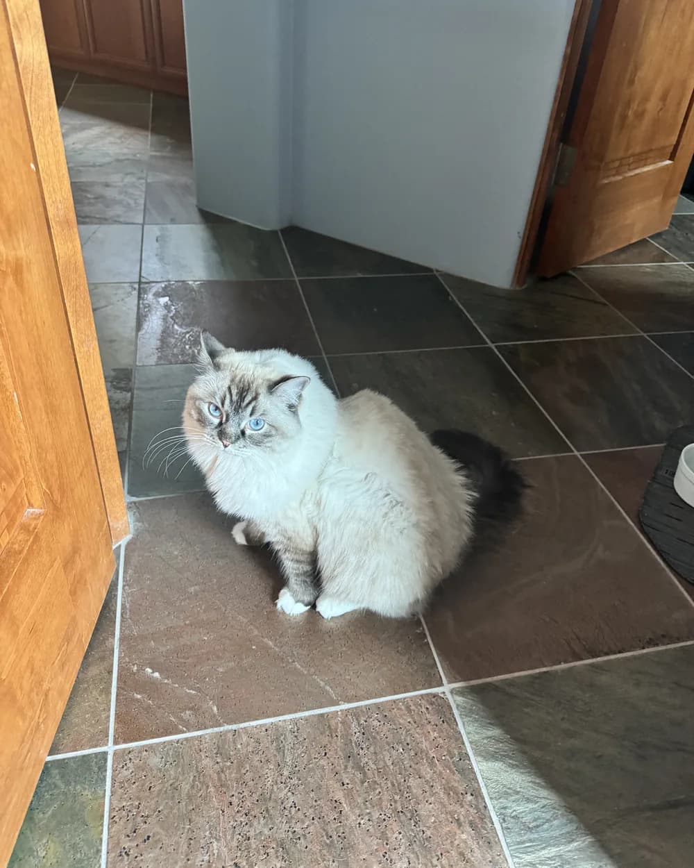Charly sitting on a tiled hallway floor, looking up at the camera.