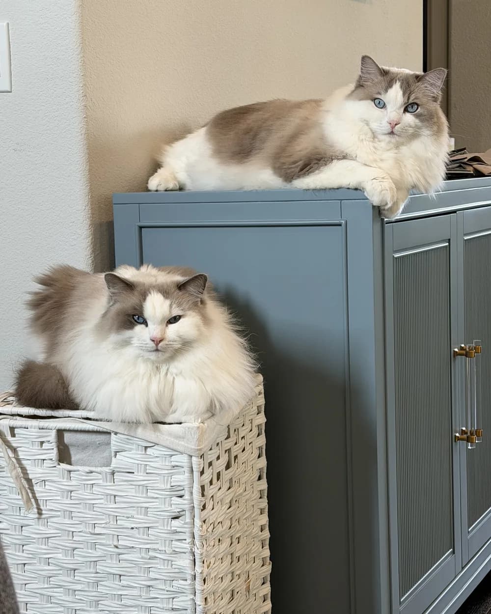 Chewie and Gandalf together at home, one stretched out on a cabinet and one sitting on a basket below.