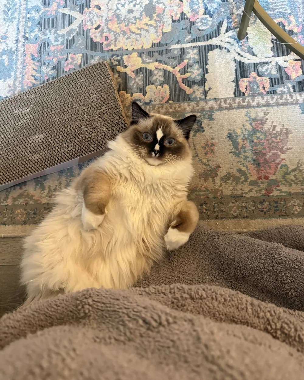 Chloe sitting on a soft brown blanket beside a scratcher, looking at the camera.