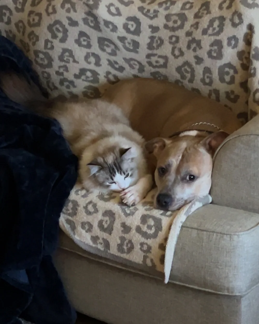 Jack asleep in an armchair alongside the family dog.
