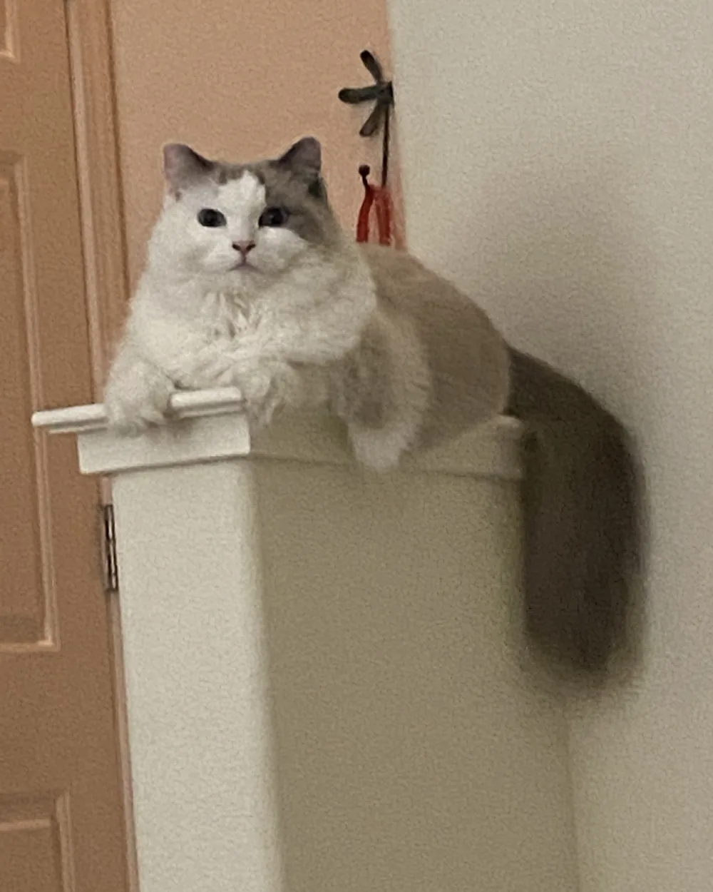 Lily perched on top of a tall cabinet, watching the room below.