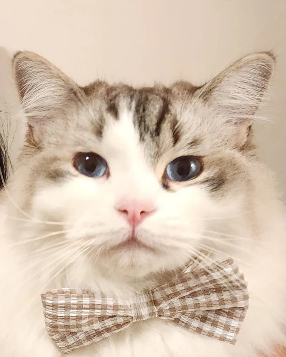 Maru wearing a checked bow tie, looking straight at the camera.