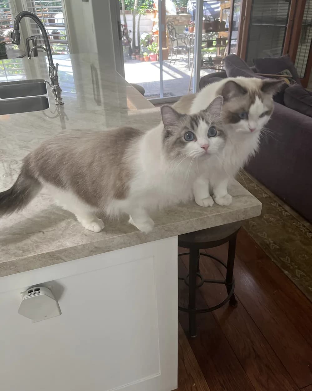 Nicky and Lovey standing together on a kitchen counter, looking towards the camera.