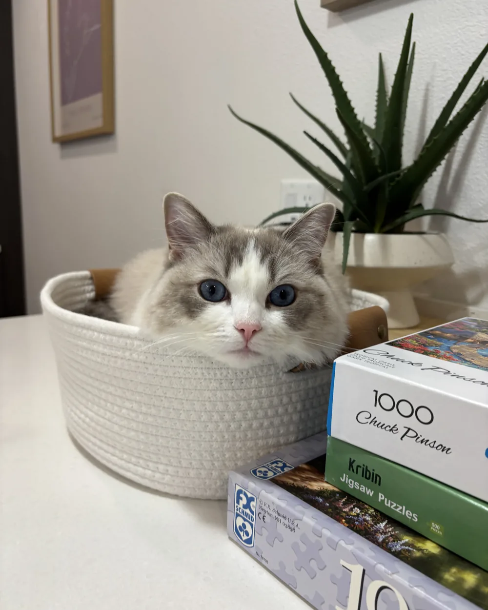 Nieve settled inside a woven basket beside a stack of jigsaw puzzles.