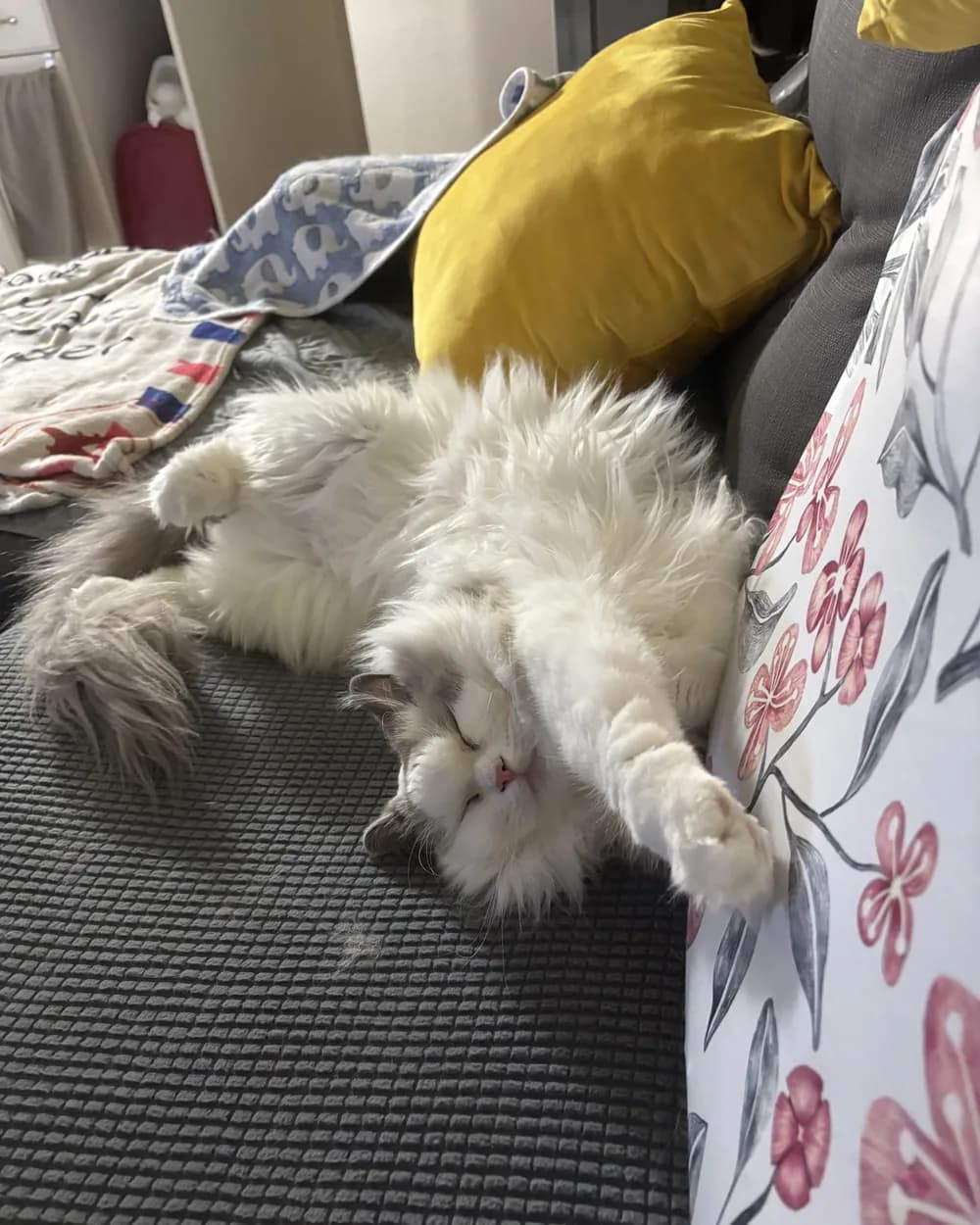 Olly asleep on his back across a sofa cushion.