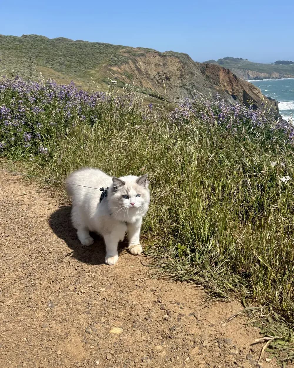 Pablo in a harness, out on a coastal trail above the ocean.