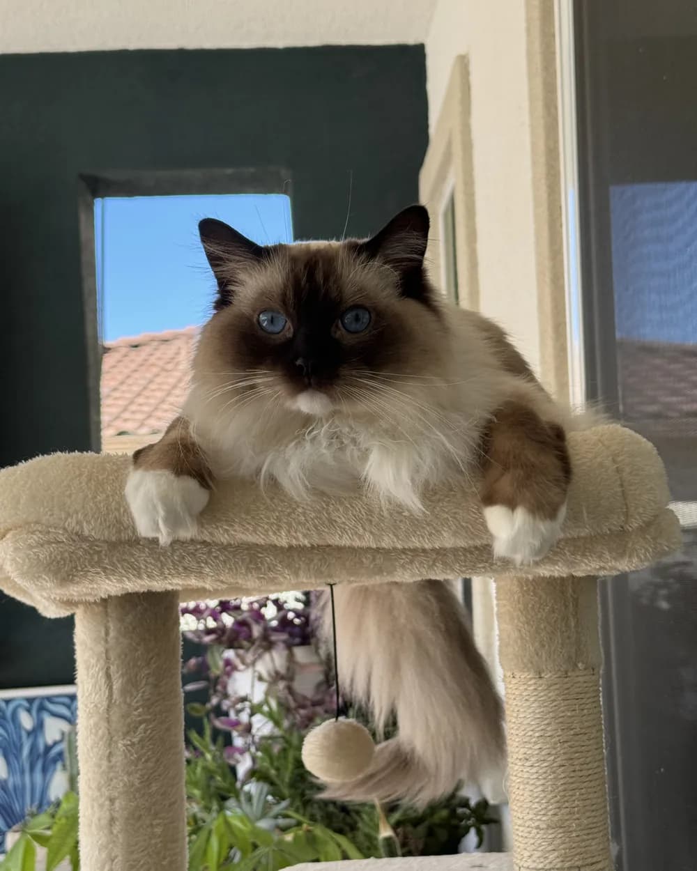 Reggie stretched out on the top perch of a cat tree beside a window.