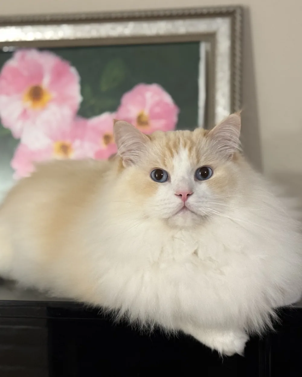 Remy lying on a cabinet in front of a framed painting of pink roses.