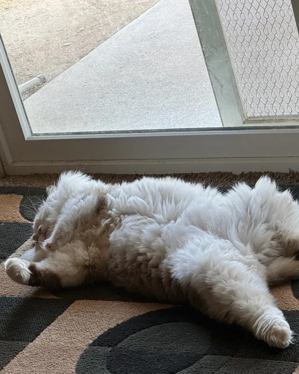Riley stretched out along a rug in the sunlight by a sliding door.