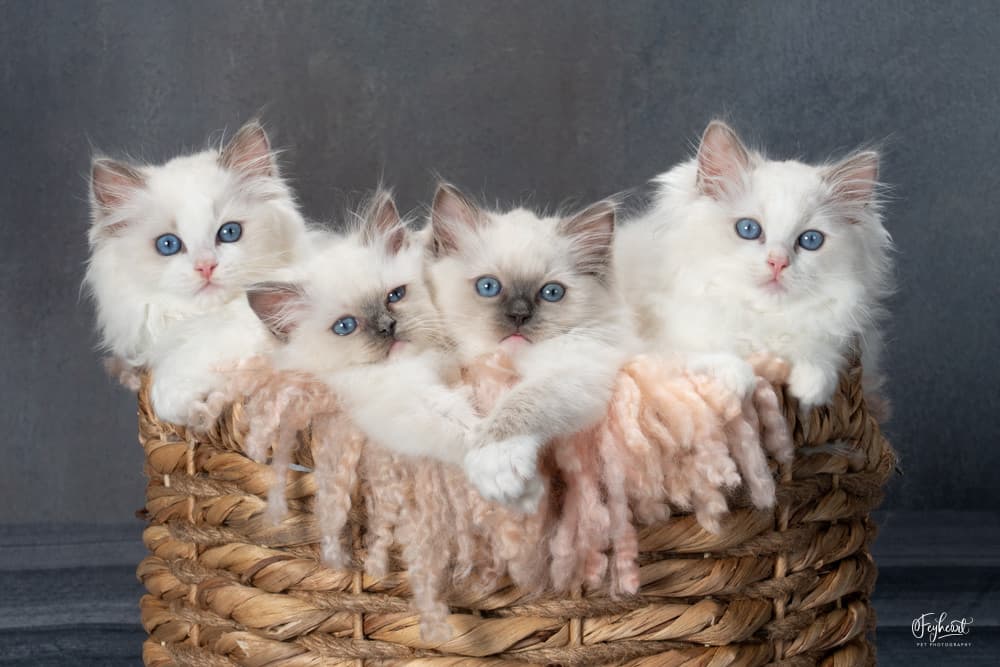 Four Buffy litter kittens in a basket, with Giles and Willow's paws together