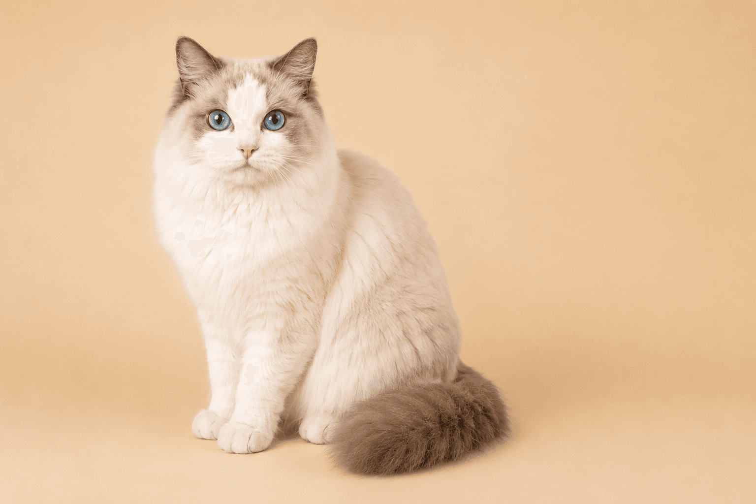 CH Kittenaround Kuromi, Blue Point Bicolor Ragdoll dam at Kitten Around Ragdolls.