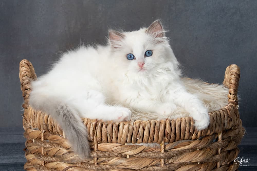 Buffy, a Ragdoll kitten resting in a basket at Kitten Around Ragdolls