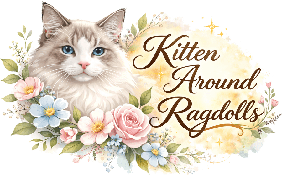 Kitten Around Ragdolls