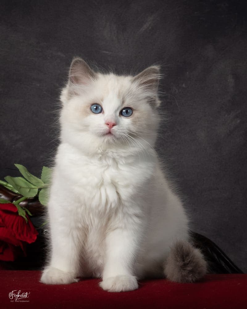 DREAMFYRE ,  Blue Bicolor Ragdoll kitten at Kitten Around Ragdolls in Orangevale, California.