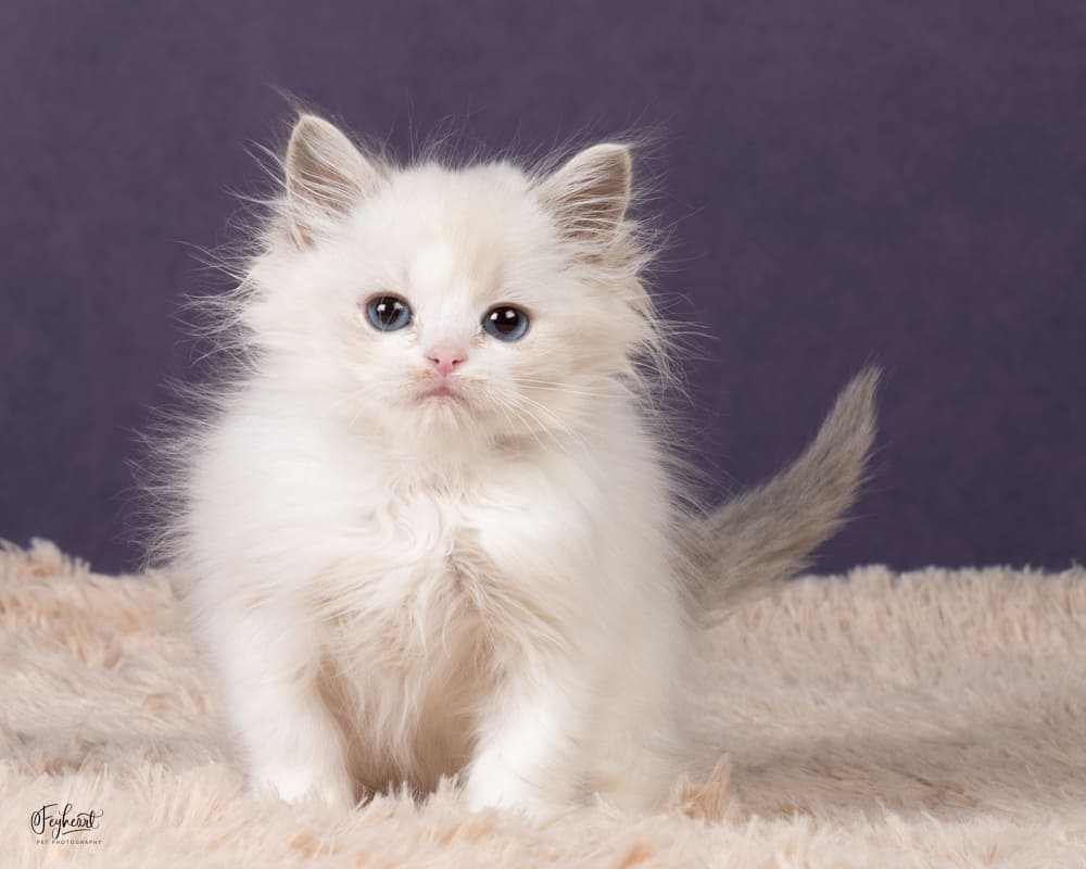 Kagome   , Blue Lynx Point Bicolor Ragdoll kitten at Kitten Around Ragdolls in Orangevale, California.