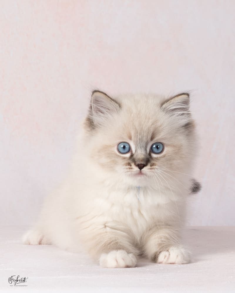 MOCHI , Seal Lynx Point Mitted  Ragdoll kitten at Kitten Around Ragdolls in Orangevale, California.