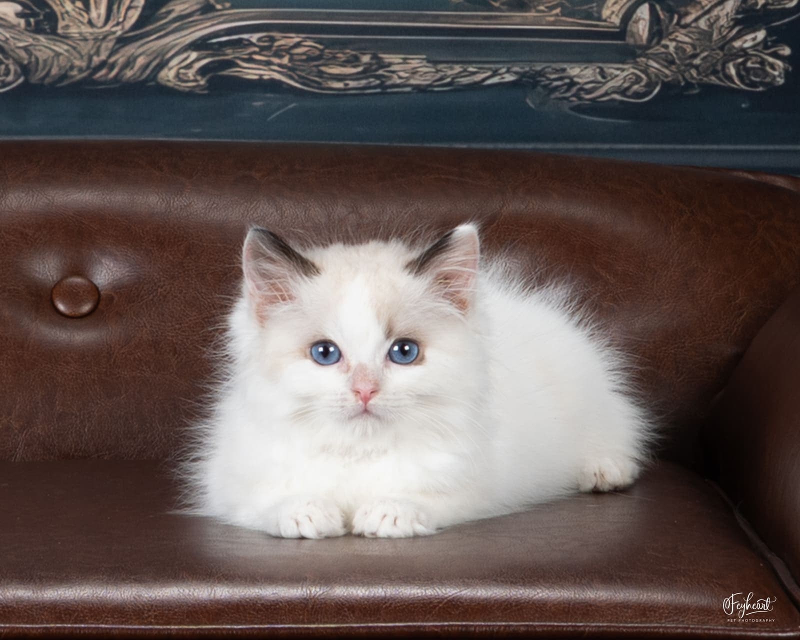 Good Luck Bear, Seal Bicolor Ragdoll kitten at Kitten Around Ragdolls in Orangevale, California.
