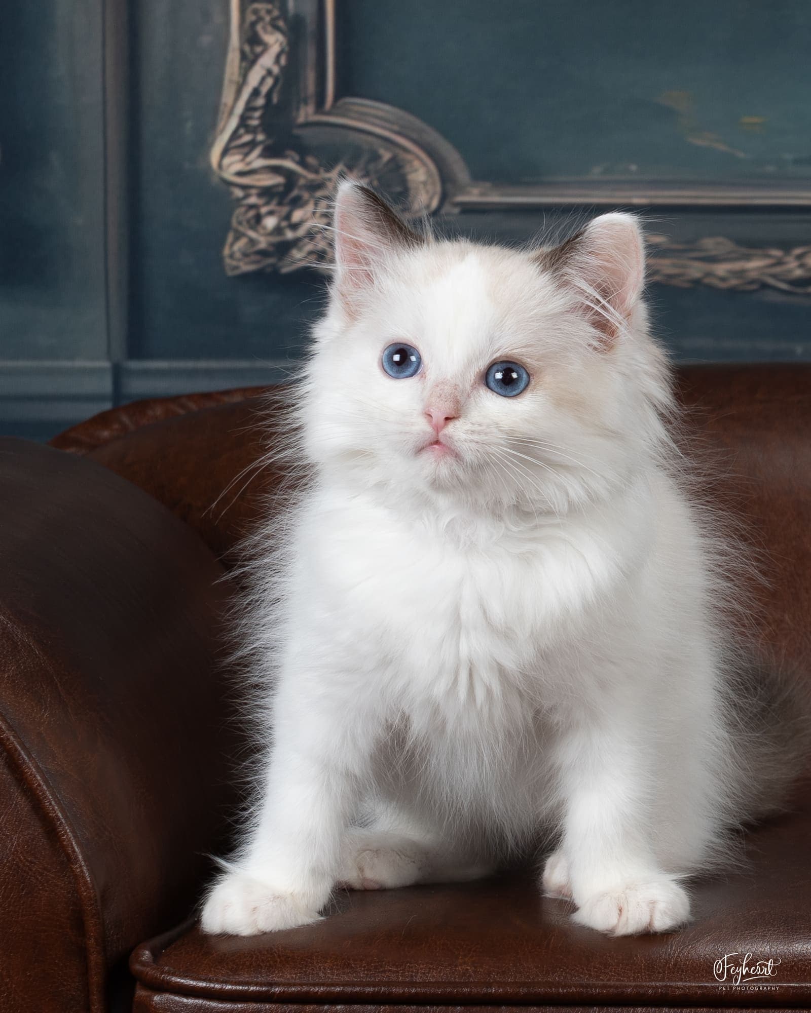 Tenderheart , Seal Bicolor  Ragdoll kitten at Kitten Around Ragdolls in Orangevale, California.