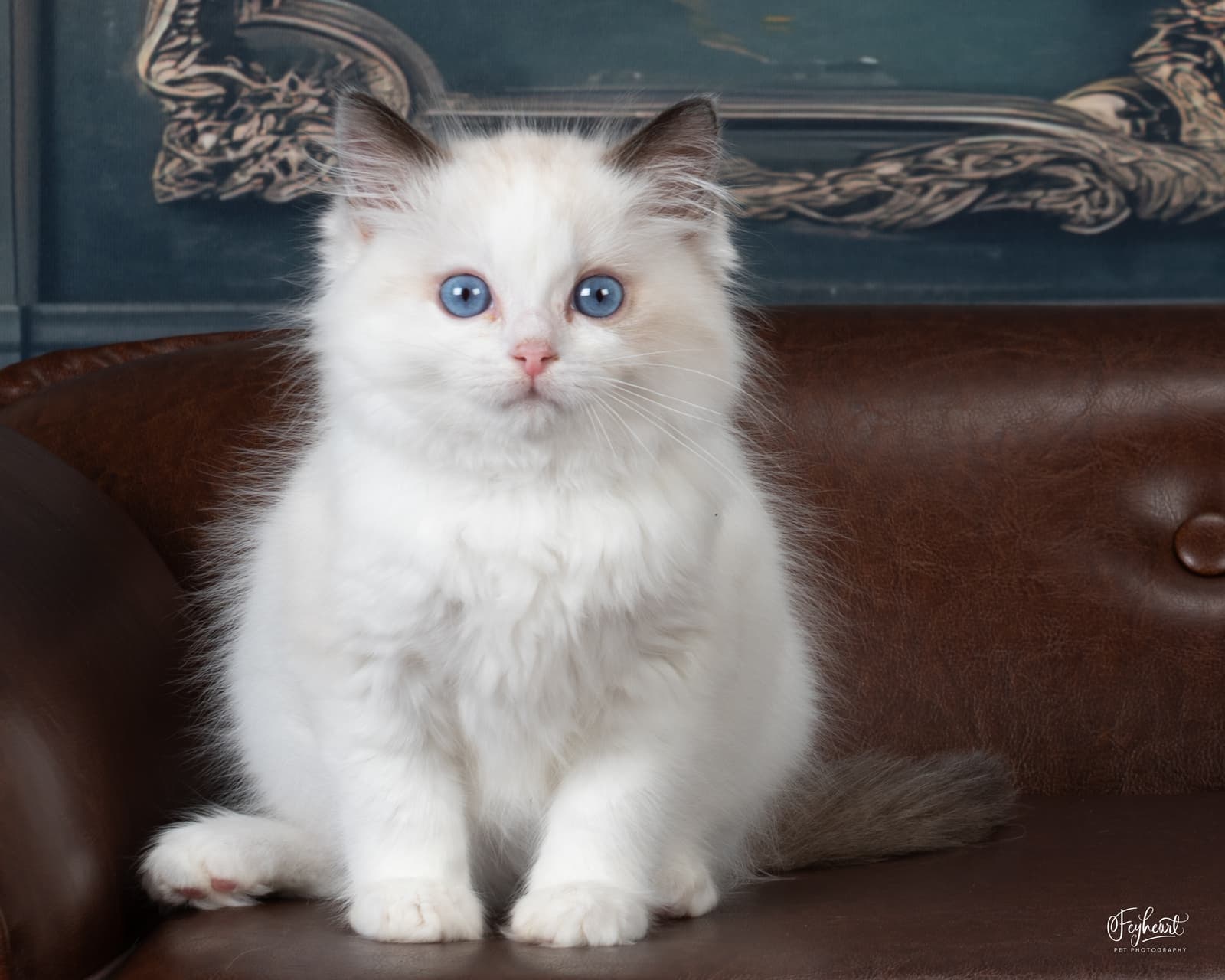 Love-a-Lot Bear , Seal Bicolor Ragdoll kitten at Kitten Around Ragdolls in Orangevale, California.