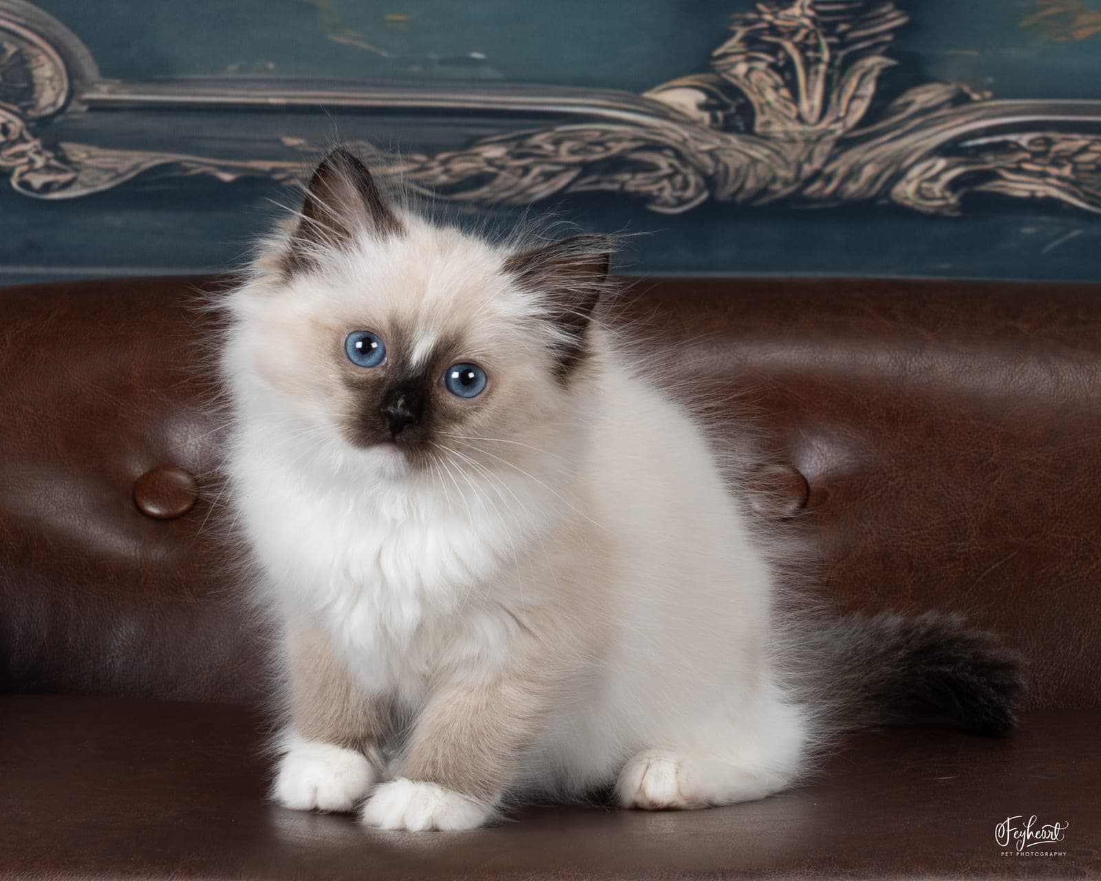 Cheer Bear, Seal Mitted Ragdoll kitten at Kitten Around Ragdolls in Orangevale, California.