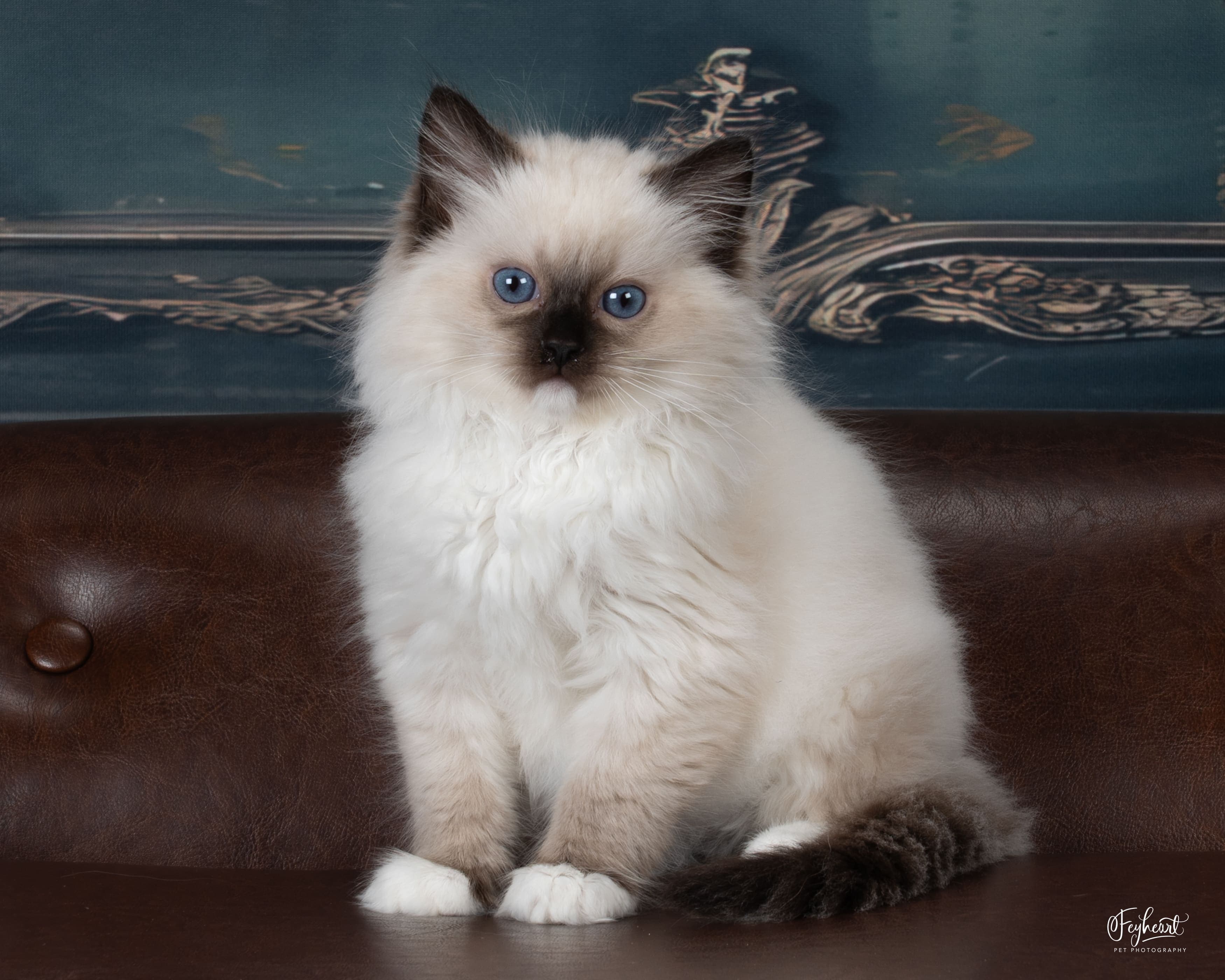 Funshine Bear  , Seal Mitted Ragdoll kitten at Kitten Around Ragdolls in Orangevale, California.