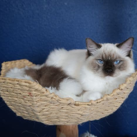 Cahir, Seal Mitted  Ragdoll kitten at Kitten Around Ragdolls in Orangevale, California.