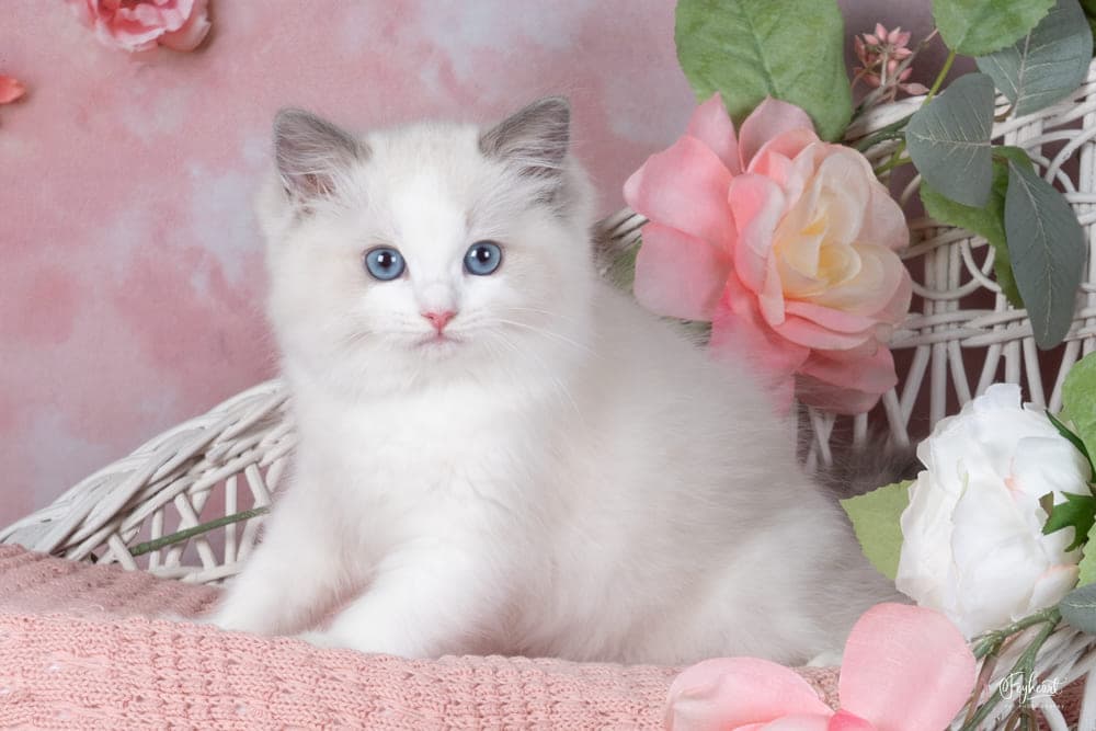 CHARMY KITTY , Blue Bicolor   Ragdoll kitten at Kitten Around Ragdolls in Orangevale, California.