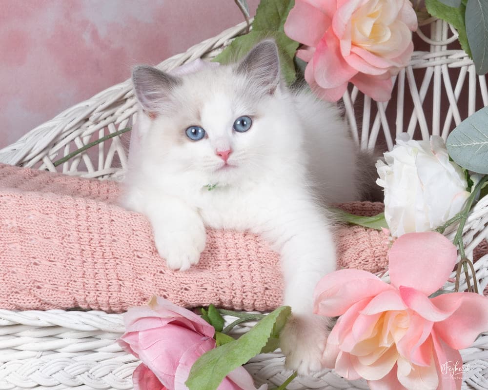 CHOCOCAT, Blue Bicolor   Ragdoll kitten at Kitten Around Ragdolls in Orangevale, California.