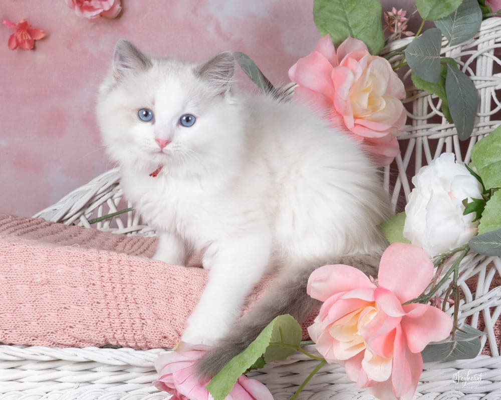 CINNAMOROLL , Blue Bicolor  Ragdoll kitten at Kitten Around Ragdolls in Orangevale, California.