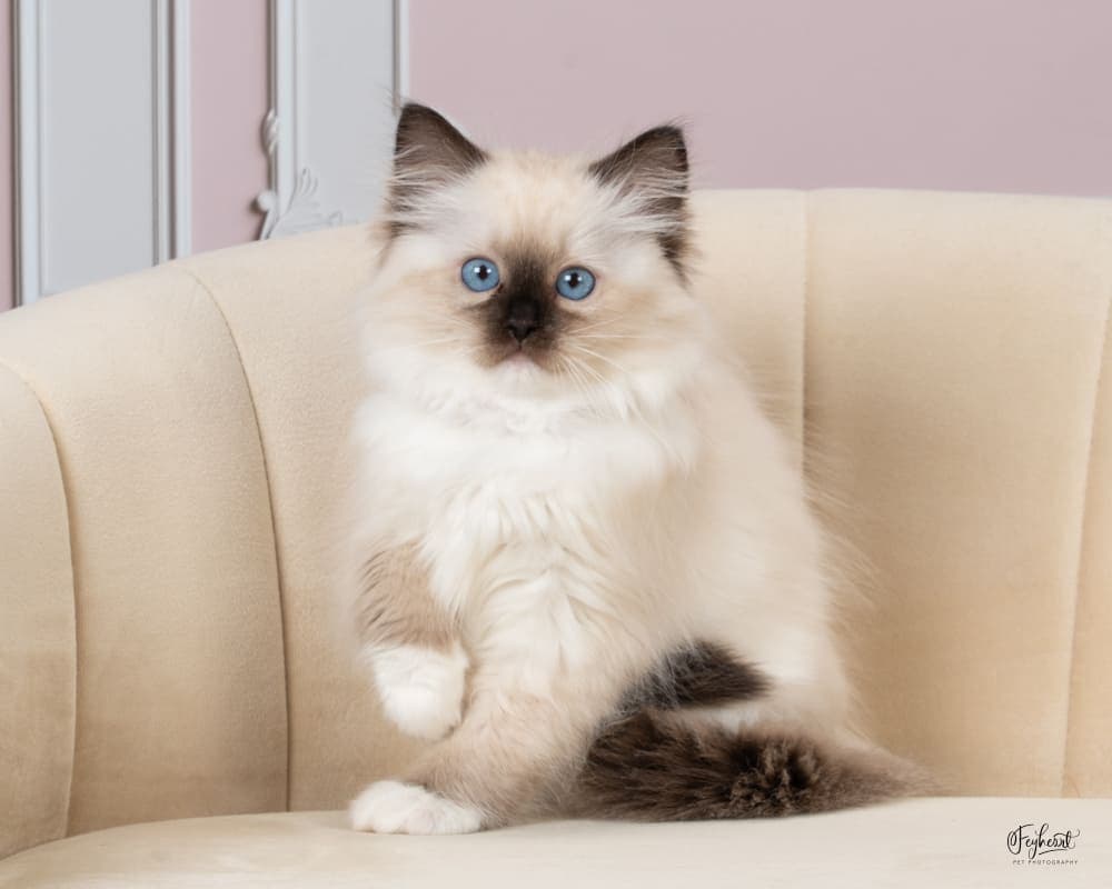 Chandler , Seal Mitted  Ragdoll kitten at Kitten Around Ragdolls in Orangevale, California.