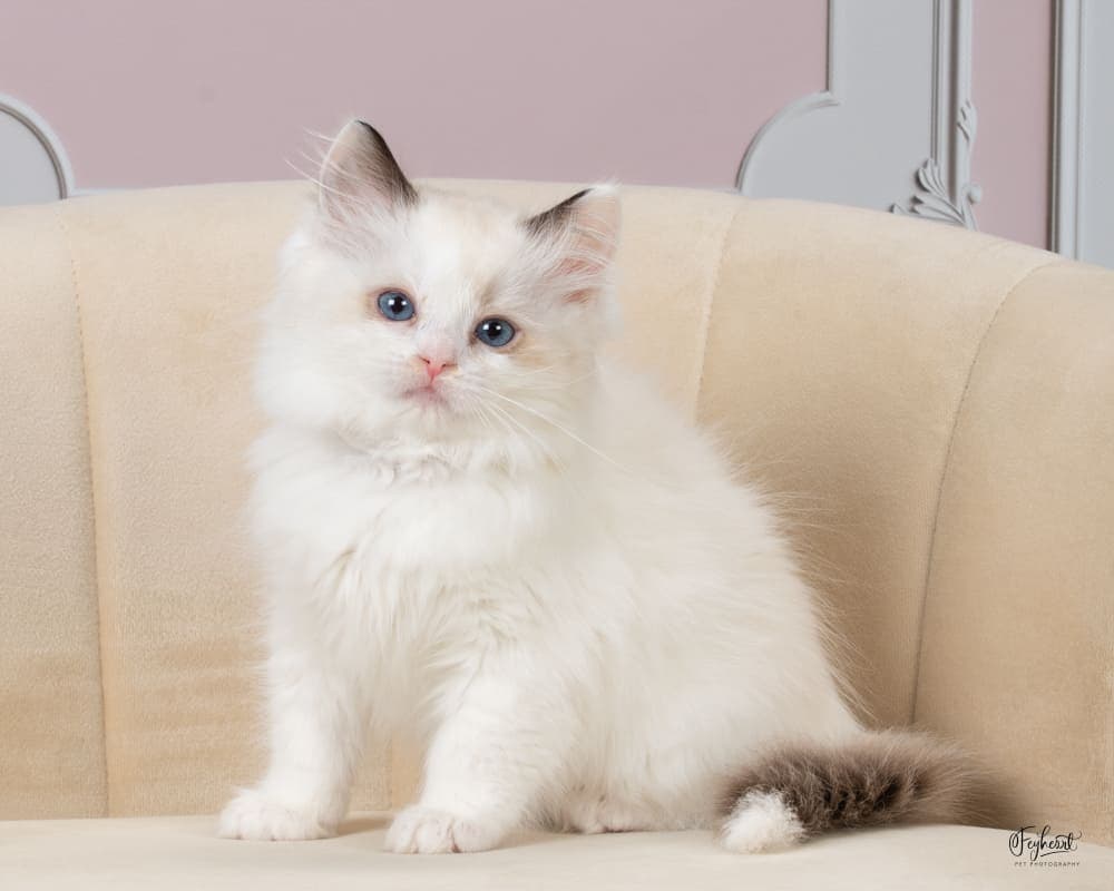 Monica  , Seal Bicolor Ragdoll kitten at Kitten Around Ragdolls in Orangevale, California.