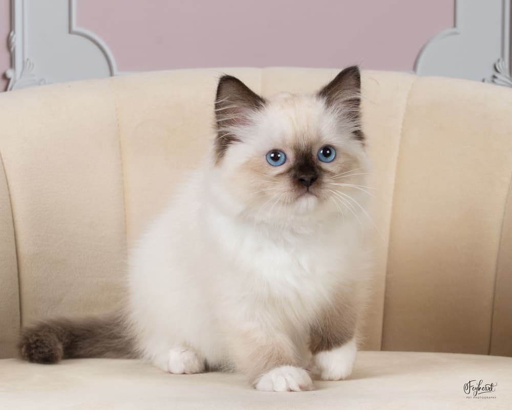 Phoebe  , Seal Mitted  Ragdoll kitten at Kitten Around Ragdolls in Orangevale, California.