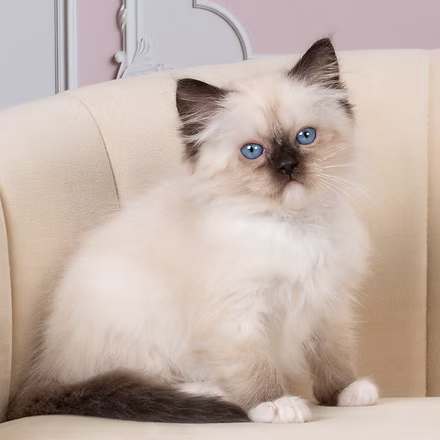 Rachel, Seal Mitted Ragdoll kitten at Kitten Around Ragdolls in Orangevale, California.