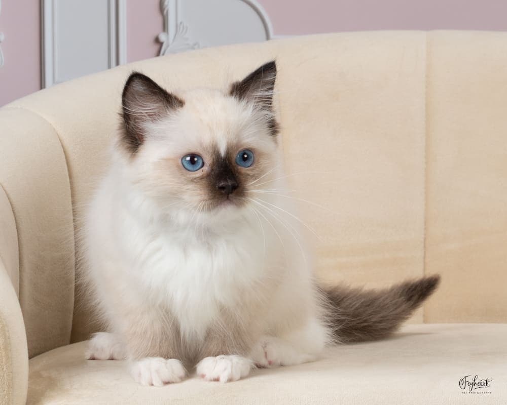 Joey , Seal Mitted  Ragdoll kitten at Kitten Around Ragdolls in Orangevale, California.