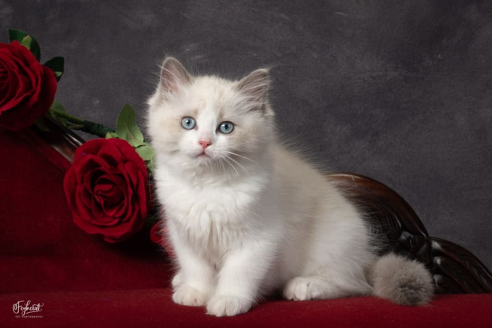 MOONDANCER  , Blue Bicolor Ragdoll kitten at Kitten Around Ragdolls in Orangevale, California.