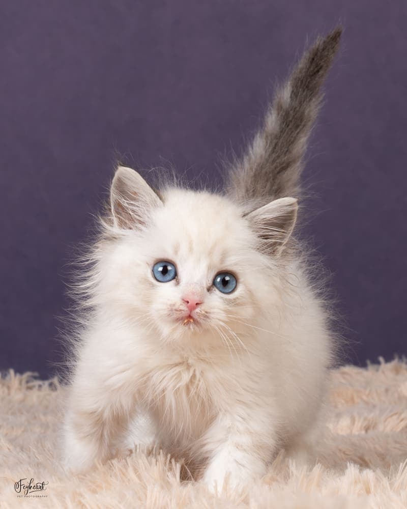 Sango   , Seal Lynx Point Bicolor Ragdoll kitten at Kitten Around Ragdolls in Orangevale, California.