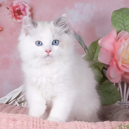 HELLO KITTY,   Blue Bicolor Ragdoll kitten at Kitten Around Ragdolls in Orangevale, California.