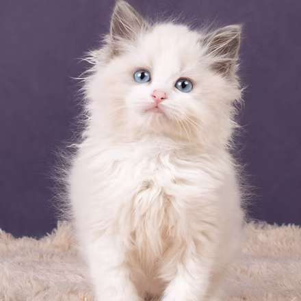Inuyasha  , Blue Point Bicolor  Ragdoll kitten at Kitten Around Ragdolls in Orangevale, California.