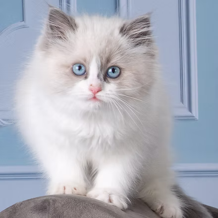 Moroha  , Blue Point Bicolor   Ragdoll kitten at Kitten Around Ragdolls in Orangevale, California.