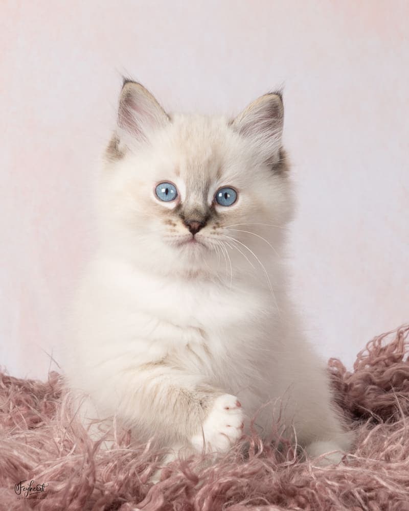 WASABI  , Seal Lynx Point Mitted Ragdoll kitten at Kitten Around Ragdolls in Orangevale, California.