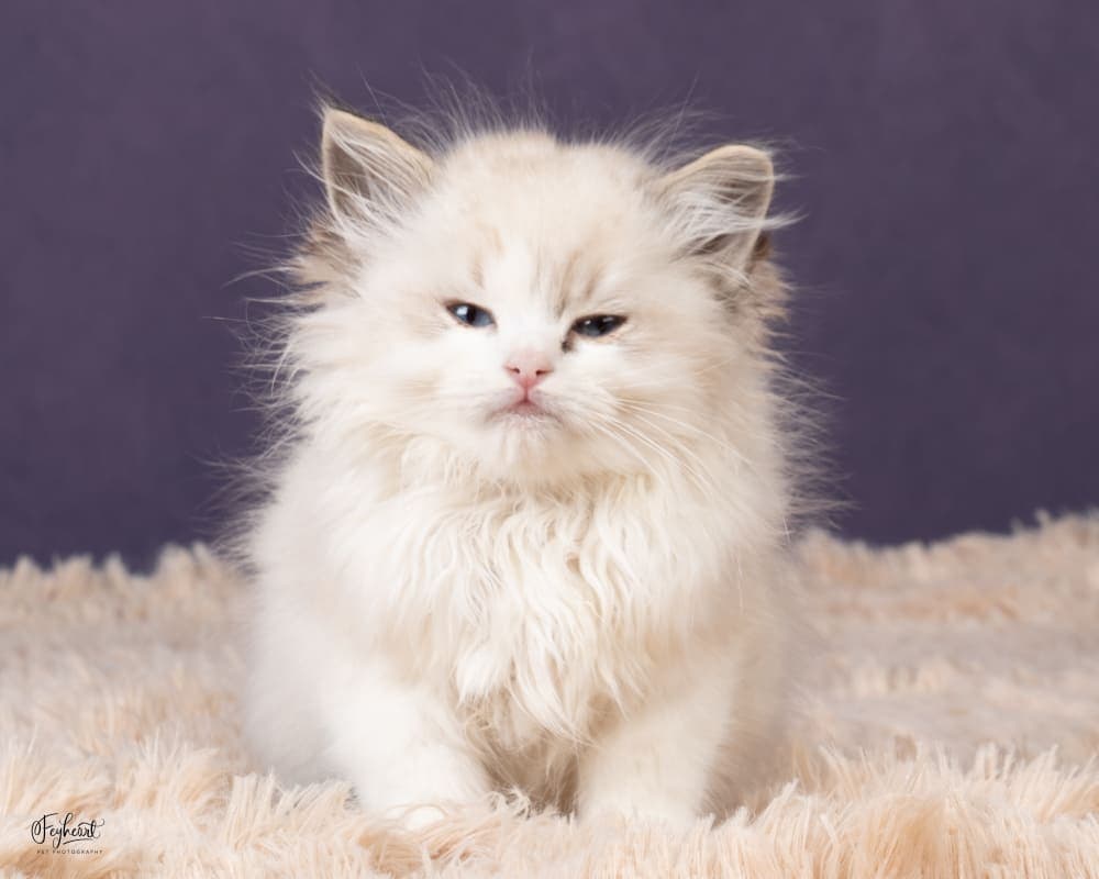Miroku   , Seal Lynx Point Bicolor  Ragdoll kitten at Kitten Around Ragdolls in Orangevale, California.