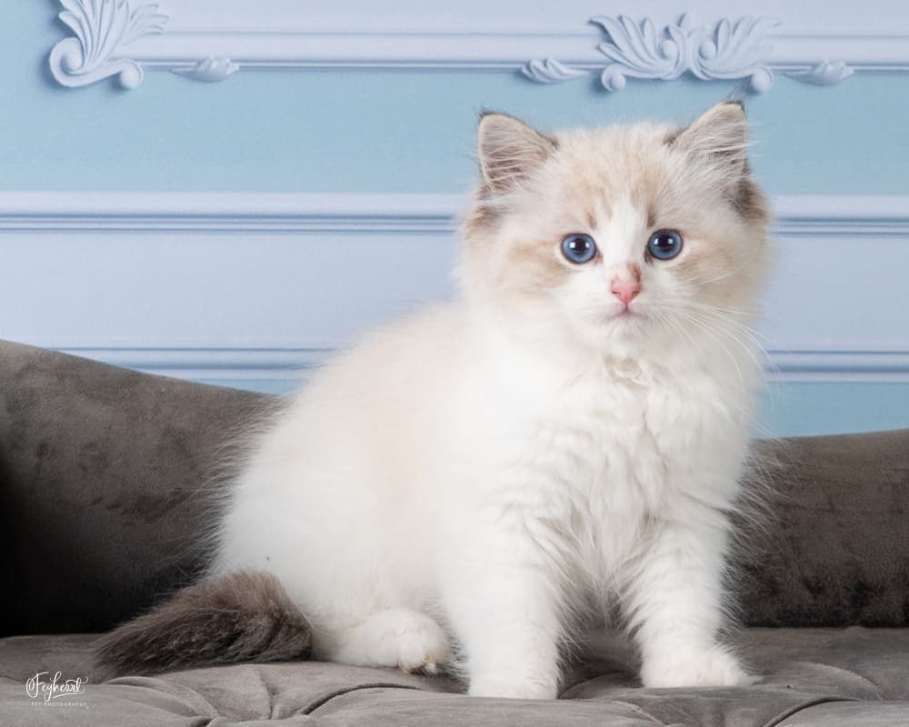 Setsuna , Seal Lynx Point Bicolor   Ragdoll kitten at Kitten Around Ragdolls in Orangevale, California.
